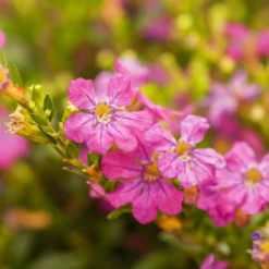 Japanische Scheinmyrte, Farben Zufällig, Topf-Ø 17 Cm, 2er-Set -Zimmer & Garten Verkäufe 0610260039 Cuphea hyssopifolia Bluetenbilder 2 93708