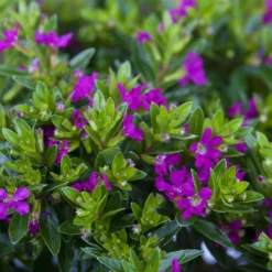 Japanische Scheinmyrte, Farben Zufällig, Topf-Ø 17 Cm, 2er-Set -Zimmer & Garten Verkäufe 0610260039 Cuphea hyssopifolia Bluetenbilder 3 93709