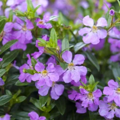 Japanische Scheinmyrte, Farben Zufällig, Topf-Ø 17 Cm, 2er-Set -Zimmer & Garten Verkäufe 0610260039 Cuphea hyssopifolia Bluetenbilder 4 93706