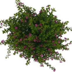 Japanische Scheinmyrte, Farben Zufällig, Topf-Ø 17 Cm, 2er-Set -Zimmer & Garten Verkäufe 0610260039 Cuphea hyssopifolia T17 Rosa Lila Rottoene 2er Set WS 17 93794