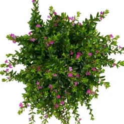 Japanische Scheinmyrte, Farben Zufällig, Topf-Ø 17 Cm, 2er-Set -Zimmer & Garten Verkäufe 0610260039 Cuphea hyssopifolia T17 Rosa Lila Rottoene 2er Set WS 7 93795