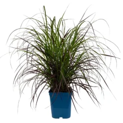 Lampenputzergras 'Rubrum' Rot, Topf-Ø 26 Cm