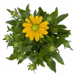 Sonnenhut Gelb, Topf-Ø 21 Cm -Zimmer & Garten Verkäufe 0610360016 Rudbeckia hirta T21 gelb 3 114160