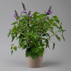 Pfirsichsalbei Lila, Topf-Ø 21 Cm, Höhe Ca. 40 Cm -Zimmer & Garten Verkäufe 0610370084 Salvia T21 Lavender H 40 cm 2 125915
