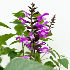 Pfirsichsalbei Lila, Topf-Ø 21 Cm, Höhe Ca. 40 Cm -Zimmer & Garten Verkäufe 0610370084 Salvia T21 Lavender 3 125738