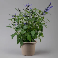 Pfirsichsalbei Blau, Topf-Ø 21 Cm, Höhe Ca. 40 Cm -Zimmer & Garten Verkäufe 0610370087 Salvia T21 Blue H40cm 2 125992