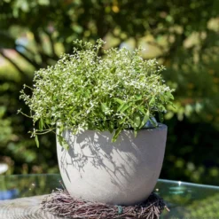 Zauberschnee™ 'Diamond Frost™' Weiß, Topf-Ø 12 Cm, 6er-Set -Zimmer & Garten Verkäufe 0610500544 Euphorbia T12 Diamond Frost Stimmungsbild 2 93705