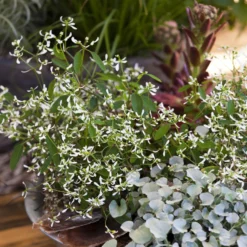 Zauberschnee™ 'Diamond Frost™' Weiß, Topf-Ø 12 Cm, 6er-Set -Zimmer & Garten Verkäufe 0610500544 Euphorbia T12 Diamond Frost Stimmungsbild 3 93704