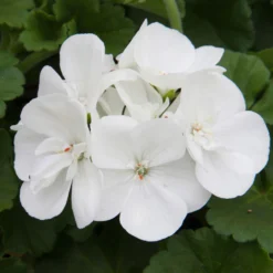 Geranie 'Sunrise® Clarissa' Weiß, Stehend, Topf-Ø 13 Cm, 6er-Set