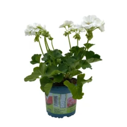 Geranie 'Sunrise® Clarissa' Weiß, Stehend, Topf-Ø 13 Cm, 6er-Set -Zimmer & Garten Verkäufe 0612140034 KB Pelargonium zonale T13 Sunrise Clarissa 6er Set 3 93277
