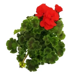 Geranie 'Dolce Vita Erik Orange/Sylvia Orange' Orangerot, Topf-Ø 13cm, 6er-Set -Zimmer & Garten Verkäufe 0612140040 KB Pelargonium zonale T13 Castello Erik Orange Set 3er Set 7 78649