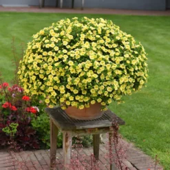 Zauberglöckchen 'MiniFamous® Neo Double Lemon' Gelb Gefüllt, Topf-Ø 13cm,6er-Set -Zimmer & Garten Verkäufe 0613160035 KB Calibrachoa T13 gelb Double Citric Set 3Stueck2 75108