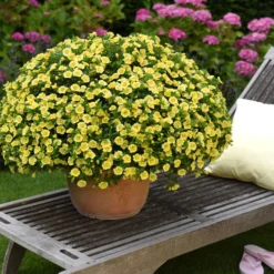 Zauberglöckchen 'MiniFamous® Neo Double Lemon' Gelb Gefüllt, Topf-Ø 13cm,6er-Set -Zimmer & Garten Verkäufe 0613160035 KB Calibrachoa T13 gelb Double Citric Set 3Stueck 75109