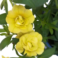 Zauberglöckchen 'MiniFamous® Neo Double Lemon' Gelb Gefüllt, Topf-Ø 13cm,6er-Set -Zimmer & Garten Verkäufe 0613160035 KB Calibrachoa T13 gelb Double Lemon 6er Set 11 93293