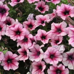 Petunie 'Sweetunia® Burgundy Gem' Rosa Geadert, Hängend, Topf-Ø 13 Cm, 6er-Set -Zimmer & Garten Verkäufe 0613170022 KB Petunia T13 Burgundy Gem geadert 01 50774