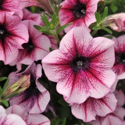 Petunie 'Sweetunia® Burgundy Gem' Rosa Geadert, Hängend, Topf-Ø 13 Cm, 6er-Set -Zimmer & Garten Verkäufe 0613170022 KB Petunia T13 Burgundy Gem geadert 50775