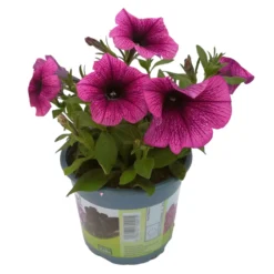 Petunie 'Sweetunia® Burgundy Gem' Rosa Geadert, Hängend, Topf-Ø 13 Cm, 6er-Set -Zimmer & Garten Verkäufe 0613170055 KB Petunia T13 Burgundy Gem 6er Set 12 91846