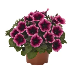 Petunie 'Sweetunia® Burgundy Gem' Rosa Geadert, Hängend, Topf-Ø 13 Cm, 6er-Set -Zimmer & Garten Verkäufe 0613170055 KB Petunia T13 Burgundy Gem 75893