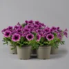 Petunie 'Sweetunia® Burgundy Gem' Rosa Geadert, Hängend, Topf-Ø 13 Cm, 6er-Set