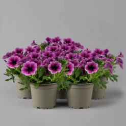 Petunie 'Sweetunia® Burgundy Gem' Rosa Geadert, Hängend, Topf-Ø 13 Cm, 6er-Set