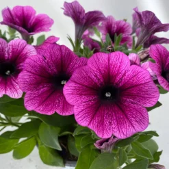 Petunie 'Sweetunia® Burgundy Gem' Rosa Geadert, Hängend, Topf-Ø 13 Cm, 6er-Set -Zimmer & Garten Verkäufe 0613170140 Petunia T13 Burgundy Gem geadert 6er Set 6 122439