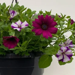 Gemischte Sommerblumen-Ampel, Farbe/n Nach Verfügbarkeit, Ampeltopf-Ø 25/27 Cm -Zimmer & Garten Verkäufe 0619140037 BB Mix Ampel T27 gelb lila weiss 42 111090