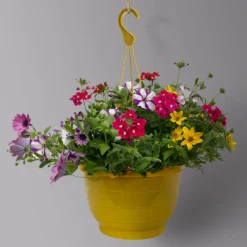 Gemischte Sommerblumen-Ampel, Farbe/n Nach Verfügbarkeit, Ampeltopf-Ø 25/27 Cm -Zimmer & Garten Verkäufe 0619140037 BB Mix Ampel T27 rot lila gelb 2 126081