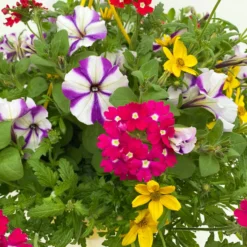 Gemischte Sommerblumen-Ampel, Farbe/n Nach Verfügbarkeit, Ampeltopf-Ø 25/27 Cm -Zimmer & Garten Verkäufe 0619140037 BB Mix Ampel T27 rot lila gelb 5 111086