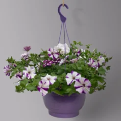 Gemischte Sommerblumen-Ampel, Farbe/n Nach Verfügbarkeit, Ampeltopf-Ø 25/27 Cm -Zimmer & Garten Verkäufe 0619140037 BB Mix Ampel T27 weiss lila 2 126079