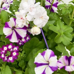 Gemischte Sommerblumen-Ampel, Farbe/n Nach Verfügbarkeit, Ampeltopf-Ø 25/27 Cm -Zimmer & Garten Verkäufe 0619140037 BB Mix Ampel T27 weiss lila 6 111088