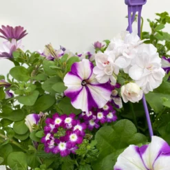 Gemischte Sommerblumen-Ampel, Farbe/n Nach Verfügbarkeit, Ampeltopf-Ø 25/27 Cm -Zimmer & Garten Verkäufe 0619140037 BB Mix Ampel T27 weiss lila 7 111089