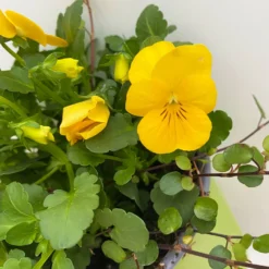 Hornveilchen Gelb Mit Mühlenbeckia, Topf-Ø 13 Cm, 6er-Set -Zimmer & Garten Verkäufe 0620110114 Viola cornuta Muehlenbeckia gelb 6er Set 4 107888