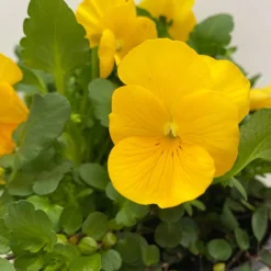 Hornveilchen Gelb Mit Mühlenbeckia, Topf-Ø 13 Cm, 6er-Set -Zimmer & Garten Verkäufe 0620110114 Viola cornuta Muehlenbeckia gelb 6er Set 5 107890