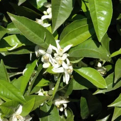 Orangenbaum, Stamm, Topf-Ø Ca. 20 Cm, Höhe Ca. 70 Cm -Zimmer & Garten Verkäufe 0630100030 KB Citrus sinensis Stamm T33 1 88065