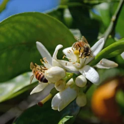 Orangenbaum, Stamm, Topf-Ø Ca. 20 Cm, Höhe Ca. 70 Cm -Zimmer & Garten Verkäufe 0630100030 KB Citrus sinensis Stamm T33 4 87842