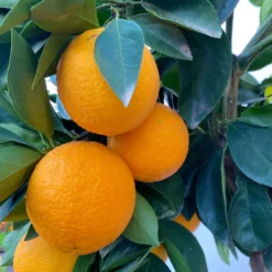 Orangenbaum, Stamm, Topf-Ø Ca. 20 Cm, Höhe Ca. 70 Cm -Zimmer & Garten Verkäufe 0630100030 KB Citrus sinensis Stamm T33 6 104198