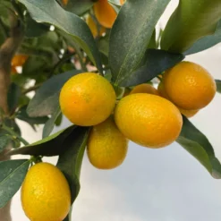 Kumquat, Stamm, Topf-Ø 22 Cm -Zimmer & Garten Verkäufe 0630100261 KB Citrus fort marg Stamm T22 7 104208