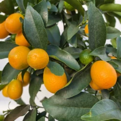 Kumquat, Stamm, Topf-Ø 22 Cm -Zimmer & Garten Verkäufe 0630100261 KB Citrus fort marg Stamm T22 8 104207
