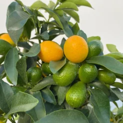 Kumquat, Stamm, Topf-Ø 22 Cm -Zimmer & Garten Verkäufe 0630100261 KB Citrus fort marg Stamm T22 9 104206