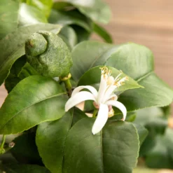 Zitronenbaum, Stamm, Topf-Ø 24 Cm, Höhe Ca. 140 Cm 11 Zitronenbaum, Stamm, Topf-Ø 24 Cm, Höhe Ca. 140 Cm -Zimmer & Garten Verkäufe 0630100481 Citrus limon Bluete GS624989 Citrus limon 77068 1