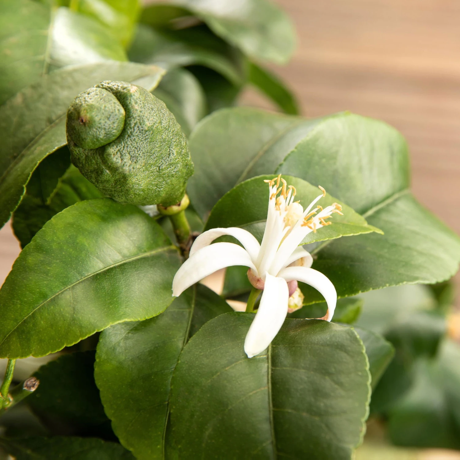 Zitronenbaum, Stamm, Topf-Ø 24 Cm, Höhe Ca. 140 Cm 5 Zitronenbaum, Stamm, Topf-Ø 24 Cm, Höhe Ca. 140 Cm - Image 5