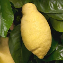 Zitronenbaum, Stamm, Topf-Ø 24 Cm, Höhe Ca. 140 Cm 10 Zitronenbaum, Stamm, Topf-Ø 24 Cm, Höhe Ca. 140 Cm -Zimmer & Garten Verkäufe 0630100481 Citrus limon Frucht am Zweig GS426522 Citrus limon 77067