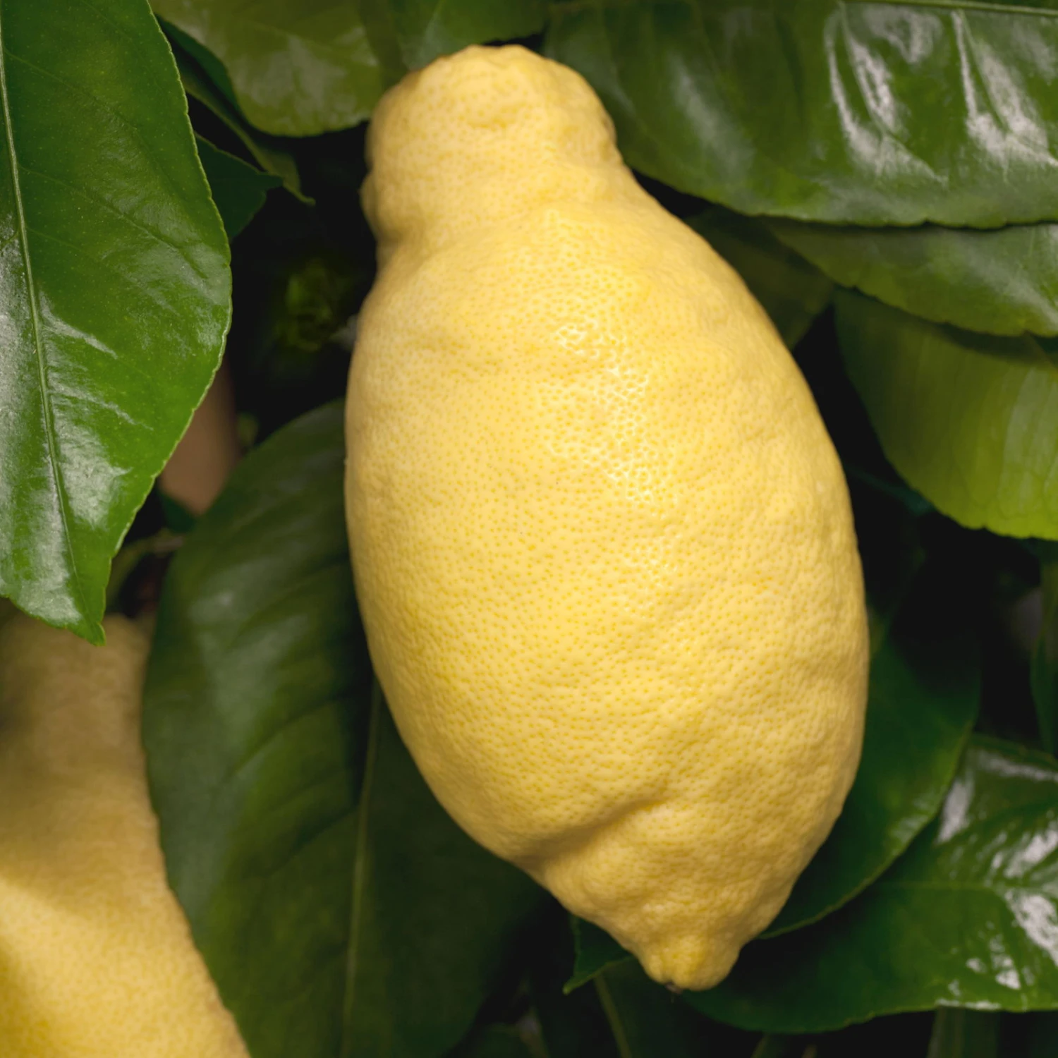 Zitronenbaum, Stamm, Topf-Ø 24 Cm, Höhe Ca. 140 Cm 4 Zitronenbaum, Stamm, Topf-Ø 24 Cm, Höhe Ca. 140 Cm - Image 4