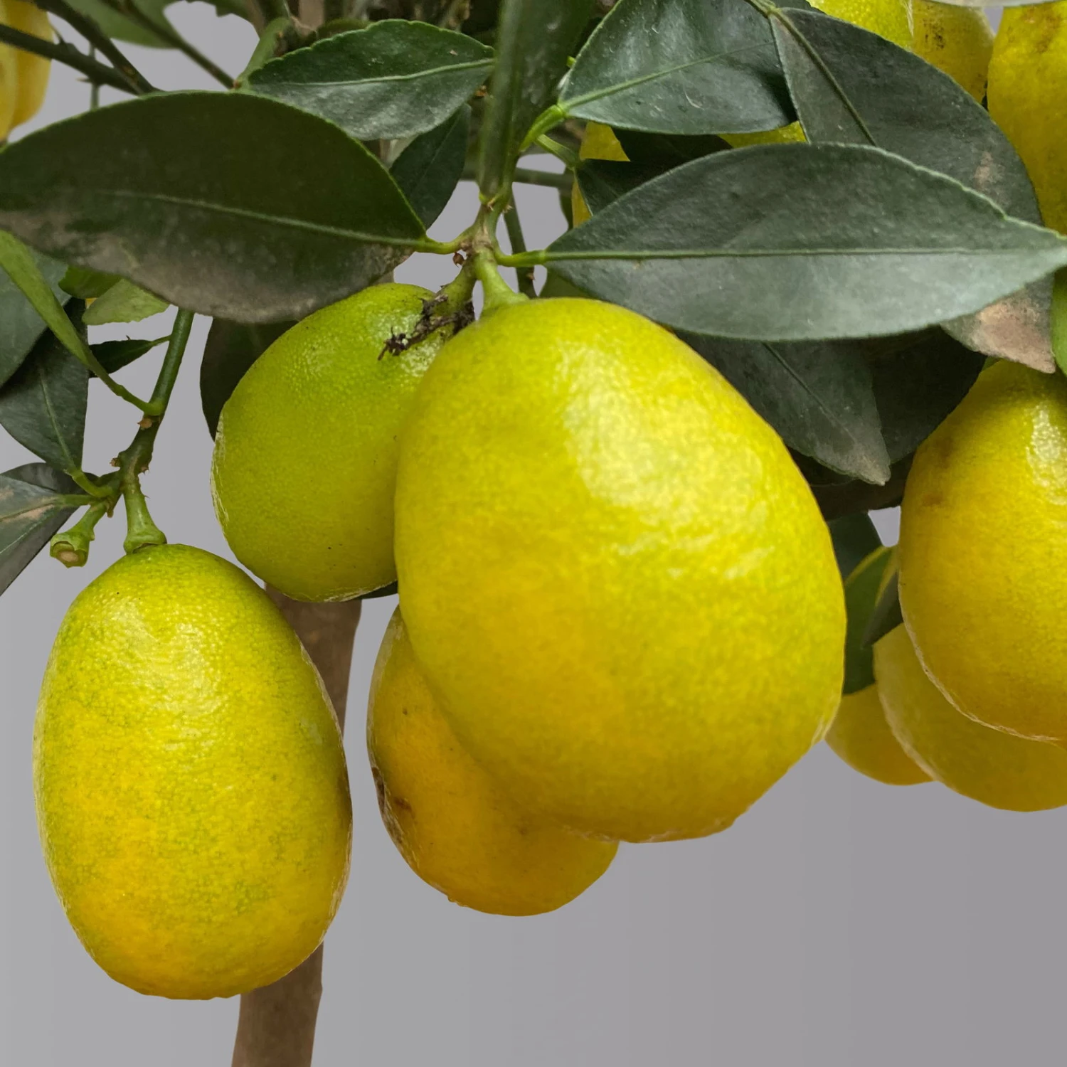 Limequat, Stamm, Topf-Ø Ca. 22 Cm, Höhe Ca. 60 Cm 2 Limequat, Stamm, Topf-Ø Ca. 22 Cm, Höhe Ca. 60 Cm - Image 2