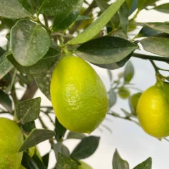 Limequat, Stamm, Topf-Ø Ca. 22 Cm, Höhe Ca. 60 Cm 13 Limequat, Stamm, Topf-Ø Ca. 22 Cm, Höhe Ca. 60 Cm -Zimmer & Garten Verkäufe 0630100545 KB Citrus x floridana Stamm T22 12 104214