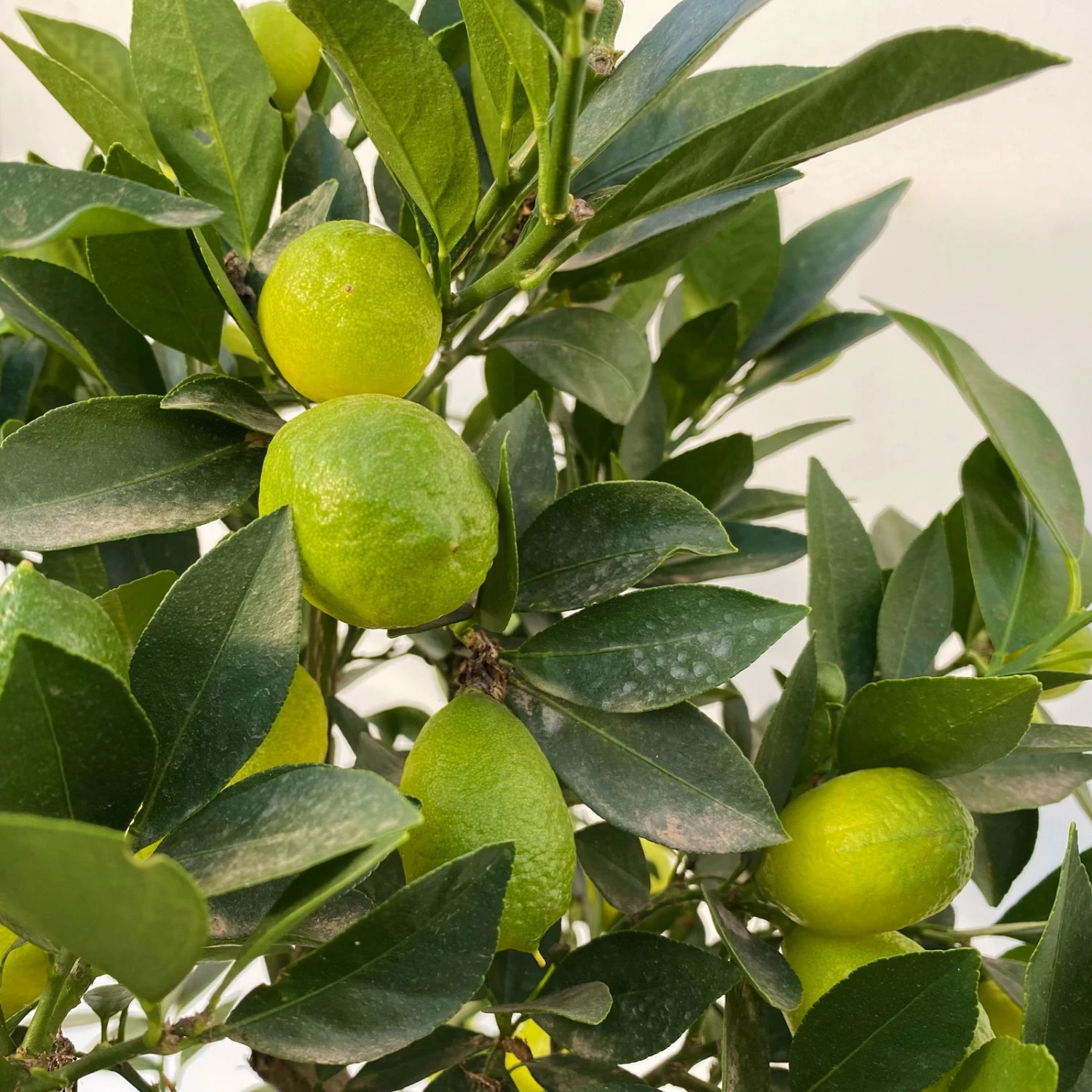 Limequat, Stamm, Topf-Ø Ca. 22 Cm, Höhe Ca. 60 Cm 4 Limequat, Stamm, Topf-Ø Ca. 22 Cm, Höhe Ca. 60 Cm - Image 4
