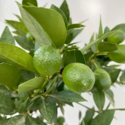 Limequat, Stamm, Topf-Ø Ca. 22 Cm, Höhe Ca. 60 Cm 12 Limequat, Stamm, Topf-Ø Ca. 22 Cm, Höhe Ca. 60 Cm -Zimmer & Garten Verkäufe 0630100545 KB Citrus x floridana Stamm T22 5 104213