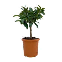 Kumquat, Mini-Stamm, Topf-Ø 15 Cm -Zimmer & Garten Verkäufe 0630100623 KB Citrus fort marg Stamm T15 1 104317