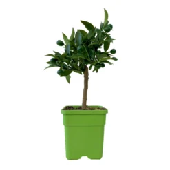 Kumquat, Mini-Stamm, Topf-Ø 15 Cm -Zimmer & Garten Verkäufe 0630100623 KB Citrus fort marg Stamm T15 7 104318