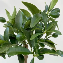 Kumquat, Mini-Stamm, Topf-Ø 15 Cm -Zimmer & Garten Verkäufe 0630100623 KB Citrus fort marg Stamm T15 9 104215